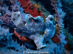 Blue Frogfish on blue sponge 24.06.2022 by Hansruedi Wuersten 